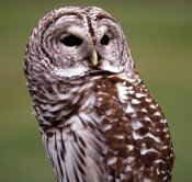 Websites for Animal Clinics