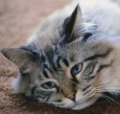 Veterinary Websites