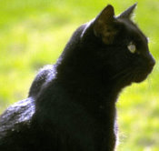 Veterinary Websites