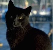 Websites for Veterinary Practice