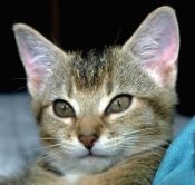 Optimized Websites for Veterinarians