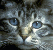 Veterinary Websites