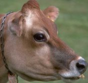 Improve your Animal Hospital Website Presence