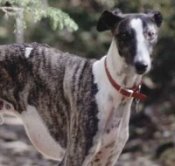 Websites for Animal Doctors