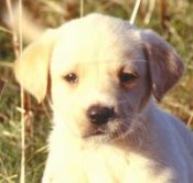 Veterinary Websites Built for Clients