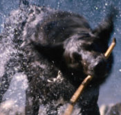 Animal Clinic Websites