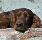 Veterinarian Websites