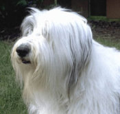 Veterinarian Websites