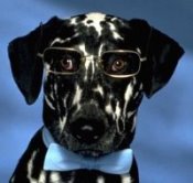 Low Website Prices for Animal Hospitals