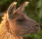 Low Website Prices for Animal Hospitals
